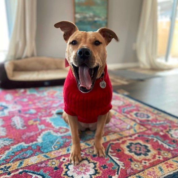 Red Cable Knit Dog Sweater - Picture 1 of 10
